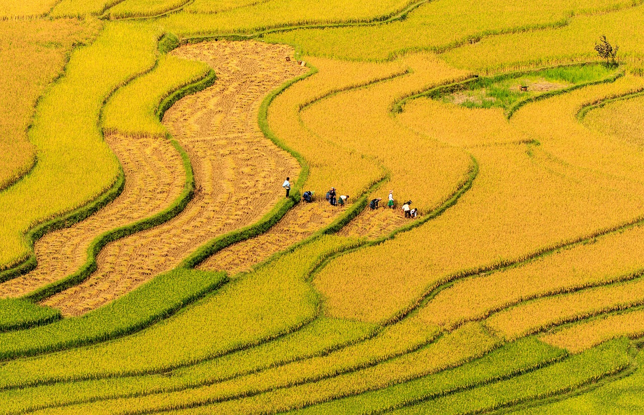 Tử vi tuổi Bính Dần 1986 năm 2026: Cách gặp hung hóa cát